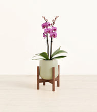 Load image into Gallery viewer, Turquoise stand:walnut