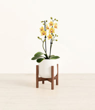 Load image into Gallery viewer, White stand:walnut