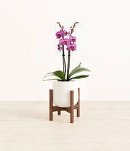 Load image into Gallery viewer, White stand:walnut