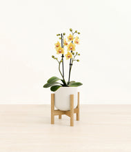 Load image into Gallery viewer, Cotton White stand:bamboo