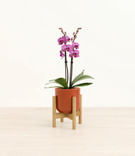 Load image into Gallery viewer, Glossy Red stand:bamboo