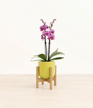 Load image into Gallery viewer, Key Lime Yellow stand:bamboo