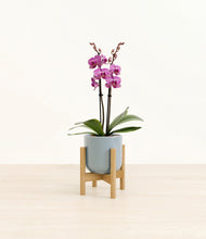 Load image into Gallery viewer, Misty Blue stand:bamboo
