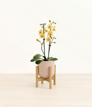 Load image into Gallery viewer, Sandy Pink stand:bamboo