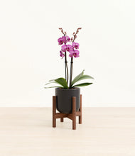 Load image into Gallery viewer, Stone Black stand:walnut
