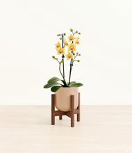 Load image into Gallery viewer, Glossy Pink stand:walnut