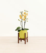 Load image into Gallery viewer, Key Lime Yellow stand:walnut