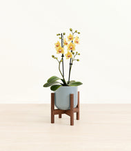 Load image into Gallery viewer, Misty Blue stand:walnut