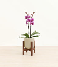 Load image into Gallery viewer, Sage Green stand:walnut