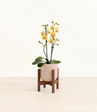 Load image into Gallery viewer, Sandy Pink stand:walnut