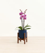 Load image into Gallery viewer, Twilight Blue stand:walnut