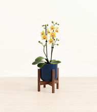 Load image into Gallery viewer, Twilight Blue stand:walnut