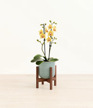 Load image into Gallery viewer, Reactive Aqua stand:walnut