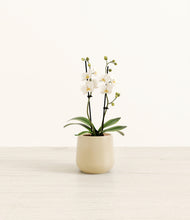 Load image into Gallery viewer, Almond Green*****Profile