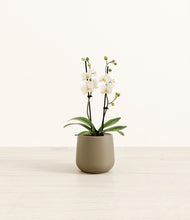 Load image into Gallery viewer, Olive*****Profile
