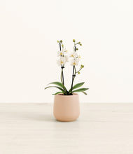 Load image into Gallery viewer, Gentle Pink*****Profile