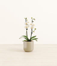 Load image into Gallery viewer, Sage Green*****Profile