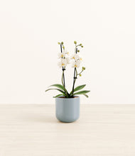Load image into Gallery viewer, Misty Blue*****Profile