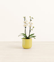 Load image into Gallery viewer, Key Lime Yellow*****Profile