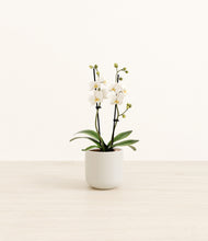 Load image into Gallery viewer, Cotton White*****Profile