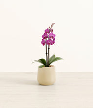 Load image into Gallery viewer, Almond Green*****Profile