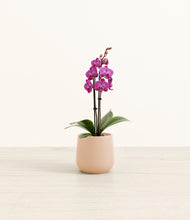 Load image into Gallery viewer, Gentle Pink*****Profile