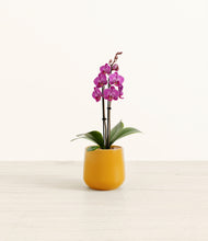 Load image into Gallery viewer, Mustard*****Profile