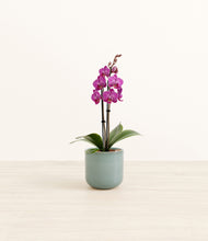 Load image into Gallery viewer, Reactive Aqua*****Profile