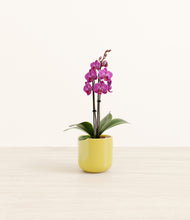 Load image into Gallery viewer, Key Lime Yellow*****Profile