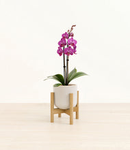 Load image into Gallery viewer, Snowdrift White stand:bamboo