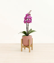 Load image into Gallery viewer, Striped Rose Pink stand:bamboo