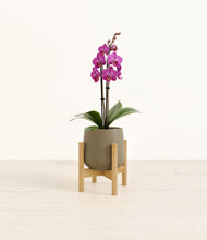 Load image into Gallery viewer, Olive stand:bamboo