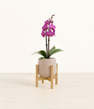 Load image into Gallery viewer, Eternal Gray stand:bamboo