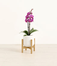 Load image into Gallery viewer, White stand:bamboo