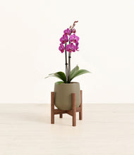 Load image into Gallery viewer, Olive stand:walnut