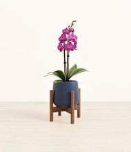 Load image into Gallery viewer, Deep Navy stand:walnut