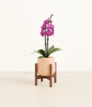 Load image into Gallery viewer, Gentle Pink stand:walnut