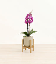 Load image into Gallery viewer, Sage Green stand:bamboo