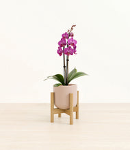 Load image into Gallery viewer, Sandy Pink stand:bamboo