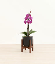 Load image into Gallery viewer, Stone Black stand:walnut