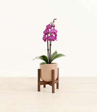 Load image into Gallery viewer, Glossy Pink stand:walnut