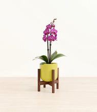 Load image into Gallery viewer, Key Lime Yellow stand:walnut