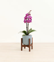 Load image into Gallery viewer, Misty Blue stand:walnut