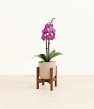 Load image into Gallery viewer, Sandy Pink stand:walnut