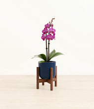 Load image into Gallery viewer, Twilight Blue stand:walnut