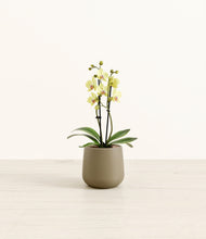 Load image into Gallery viewer, Olive*****Profile