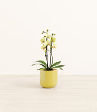 Load image into Gallery viewer, Key Lime Yellow*****Profile