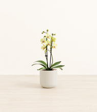 Load image into Gallery viewer, Cotton White*****Profile