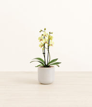 Load image into Gallery viewer, Snowdrift White*****Profile