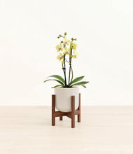 Load image into Gallery viewer, Snowdrift White stand:walnut
